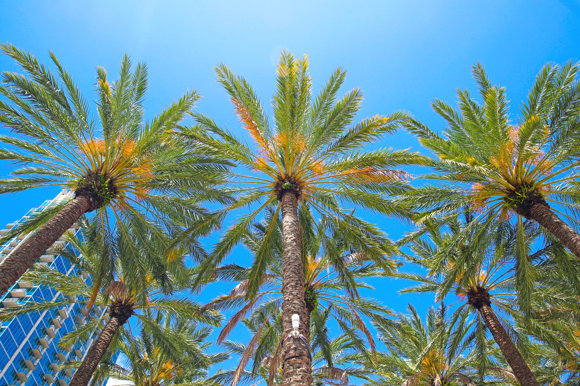 Downtown Tampa Florida Palm Trees